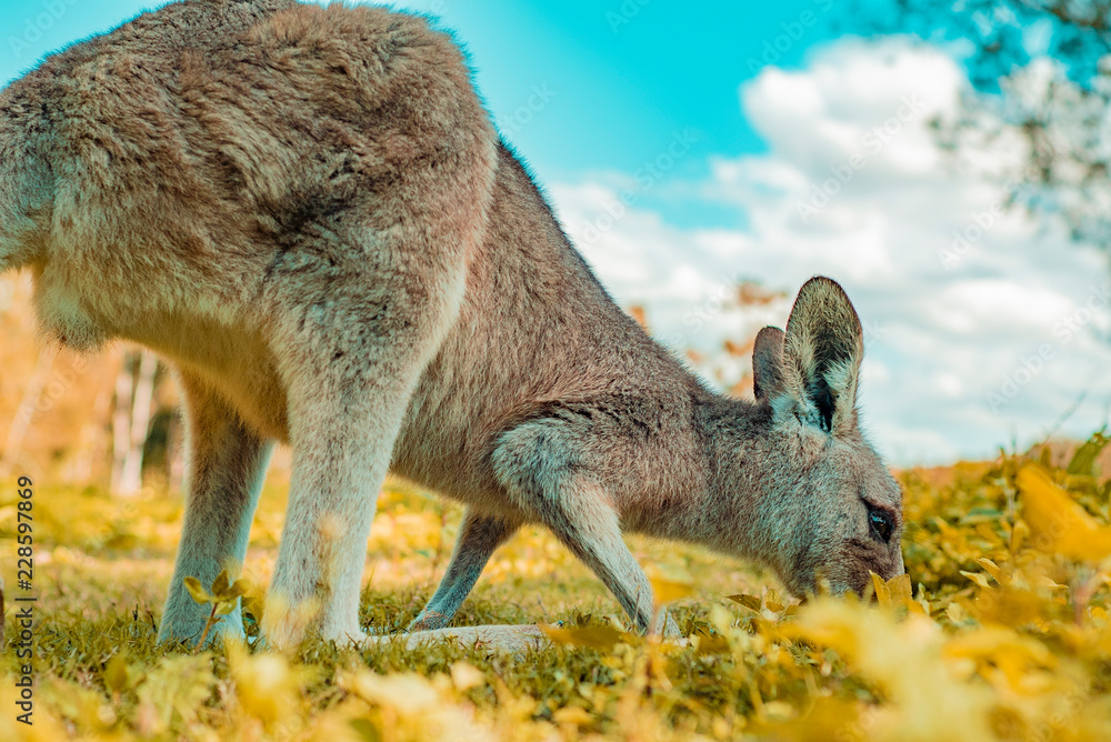 Obraz premium kangaroos eating 