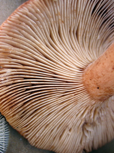 Intricate Patterning on the Underside of a Mushroom Cap