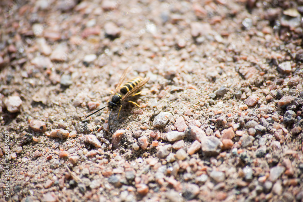 Wasp crawling on gravel and sand Wasp crawling on gravel and sand