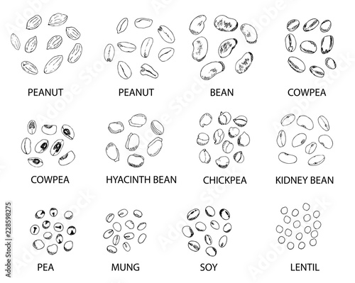 Set of hand drawn outline beans. Vector illustration.
