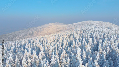 AERIAL: Bright winter sun illuminating snowy pine trees covering the landscape.