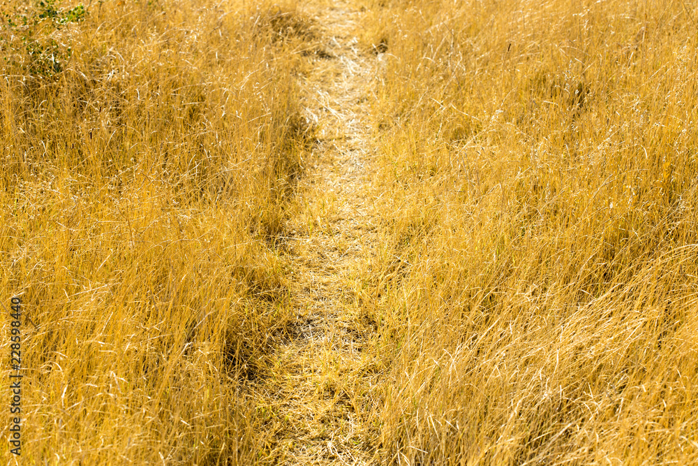 footpath in dry grass field in the afternoon footpath in dry grass field in the afternoon