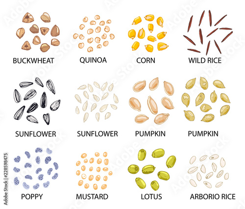 Set of hand drawn colored cereal grains. Vector illustration.