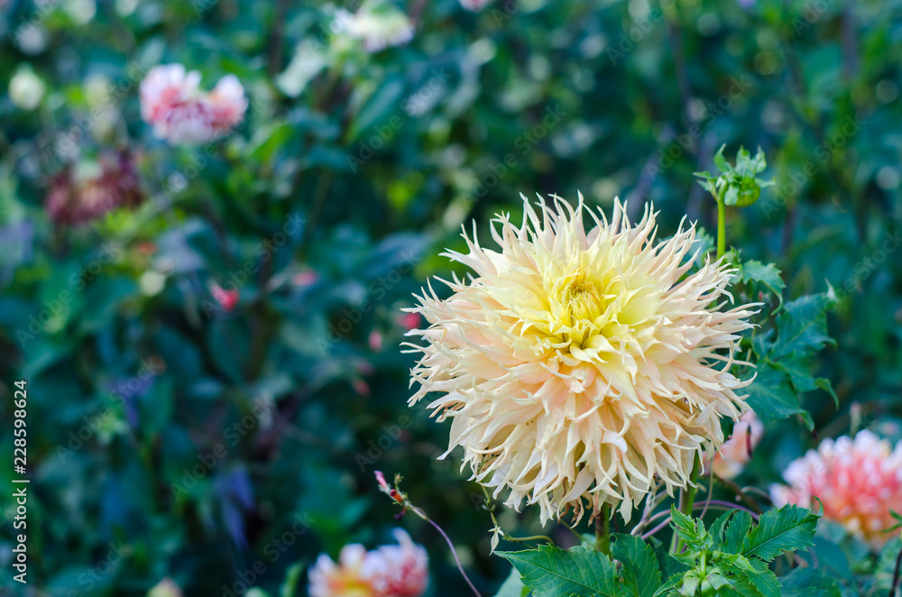 Yellow flower blooming on green background. Autumn Chrysanthemum.