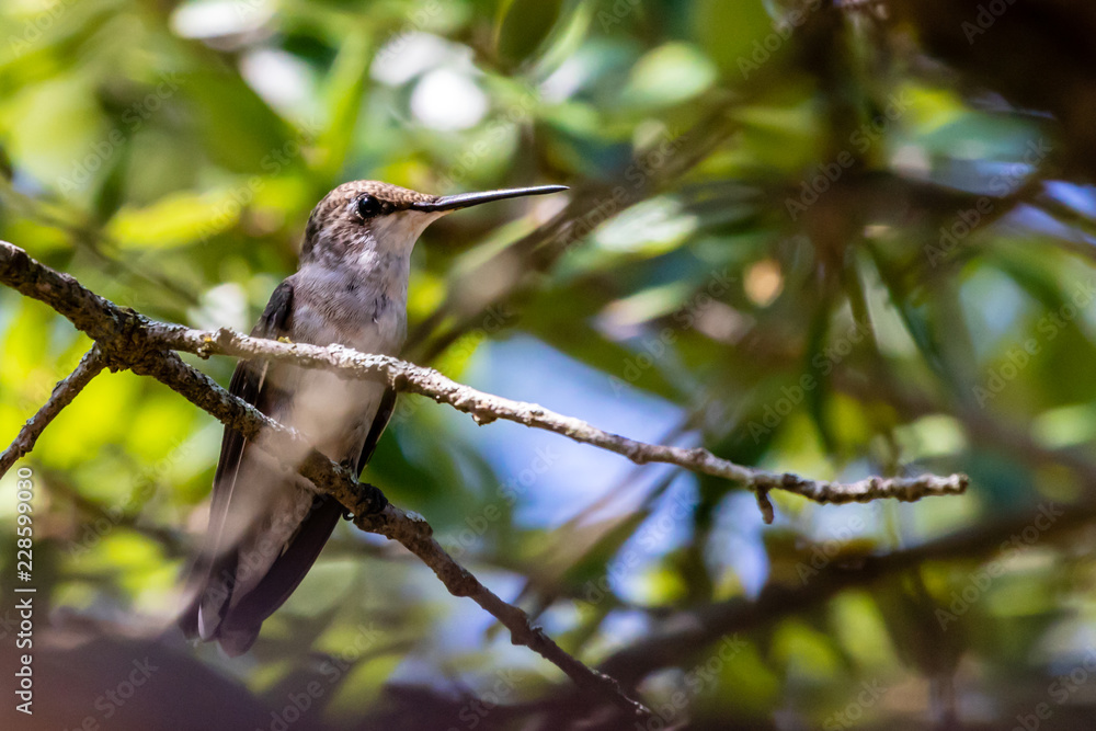 Fototapeta premium hummingbird on a branch