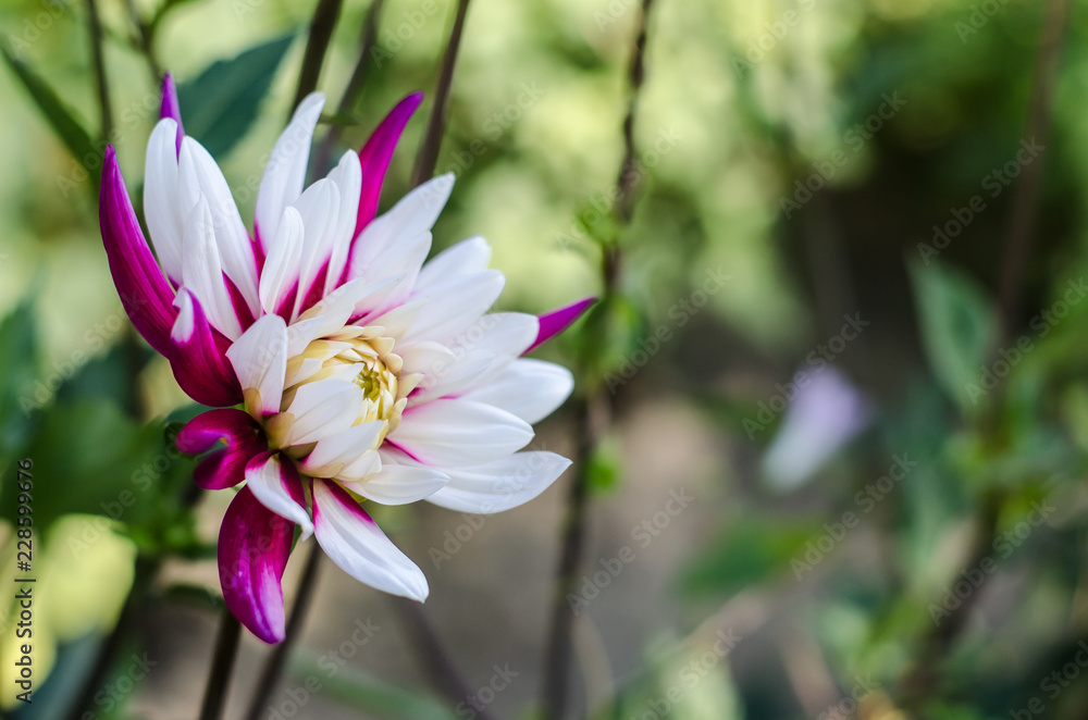 Fototapeta premium Purple - white flower blooming on green background. Autumn Chrysanthemum.