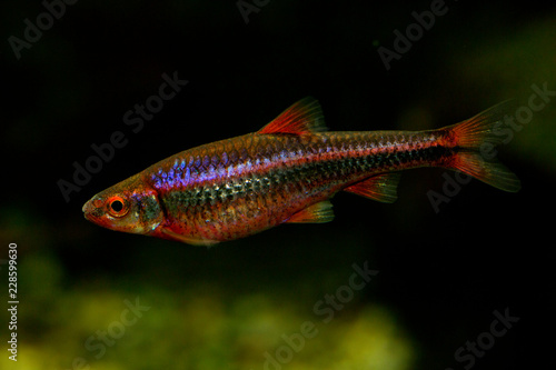 Rainbow Shiner (Notropis chrosomus).