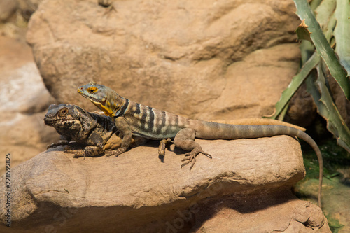 Common Chuckwalla (Sauromalus ater) and Baja blue rock lizard (Petrosaurus thalassinus). photo