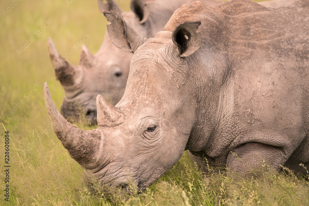 Obraz premium Rhino in Botswana