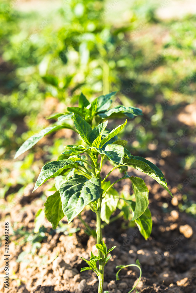 Young potato on soil cover. plant close-up Young potato on soil cover. plant close-up