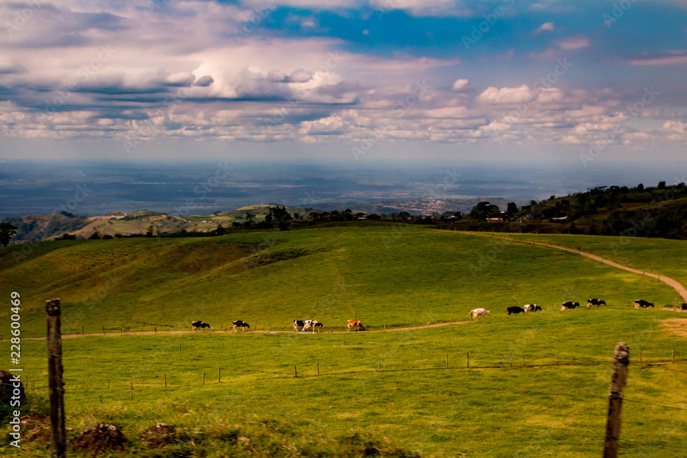 Fototapeta premium Cows Come Home - Costa Rica