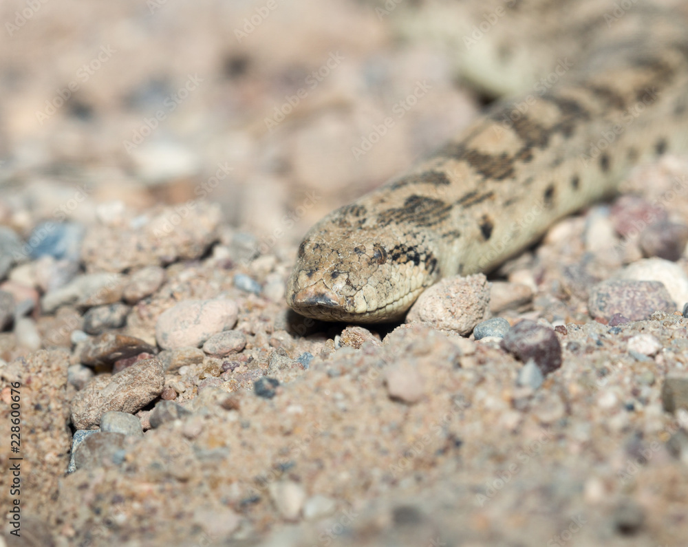 Fototapeta premium Snake in the zoo
