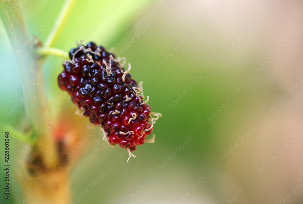 Close up Mulberry fruit on the tree.natural fruit, high vitamin C. AHA. anti-oxidant food.clean food. dark red fruit. Close up Mulberry fruit on the tree.natural fruit, high vitamin C. AHA. anti-oxidant food.clean food. dark red fruit.