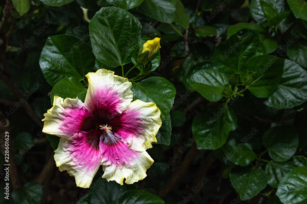 Close-up of beautiful white, magenta and deep purple hibiscus flower blossom in full bloom in Hawaii paradise, floral garden background, travel and vacation, health herb tea drink Close-up of beautiful white, magenta and deep purple hibiscus flower blossom in full bloom in Hawaii paradise, floral garden background, travel and vacation, health herb tea drink