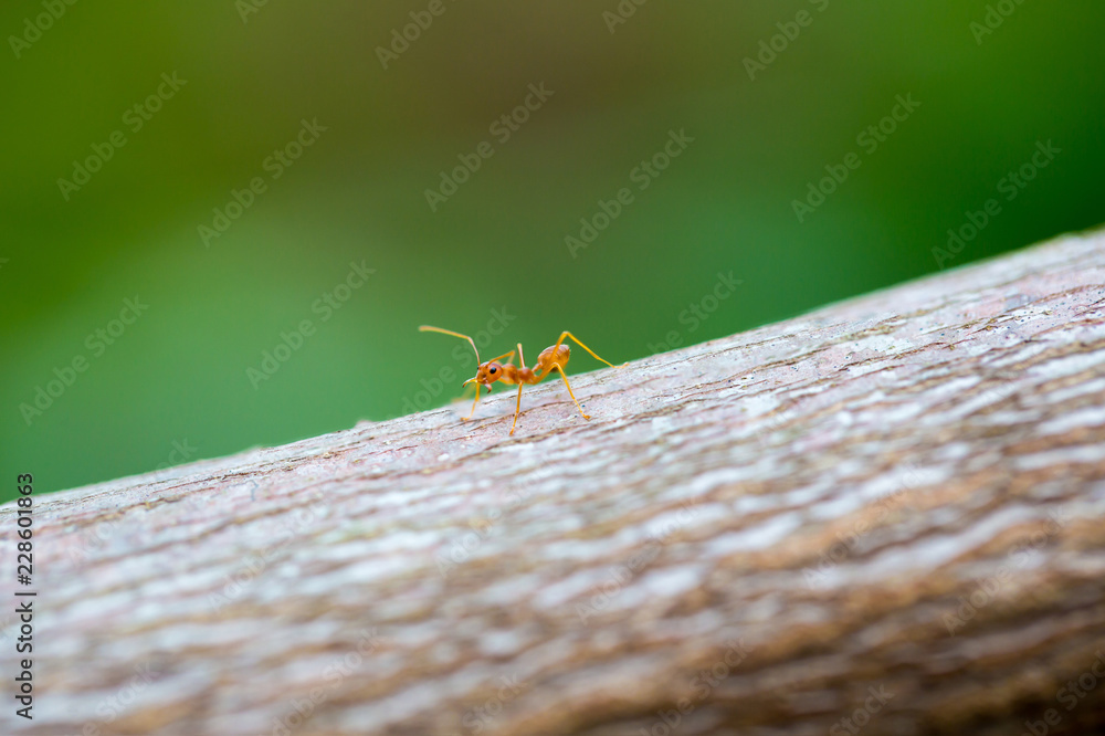 red ant.Ant walking to Foraging on a branch. red ant.Ant walking to Foraging on a branch.