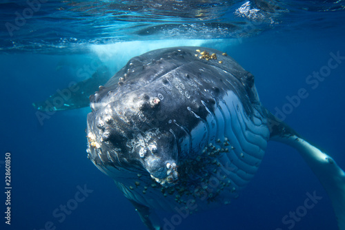 Humpback whale swimming underwater