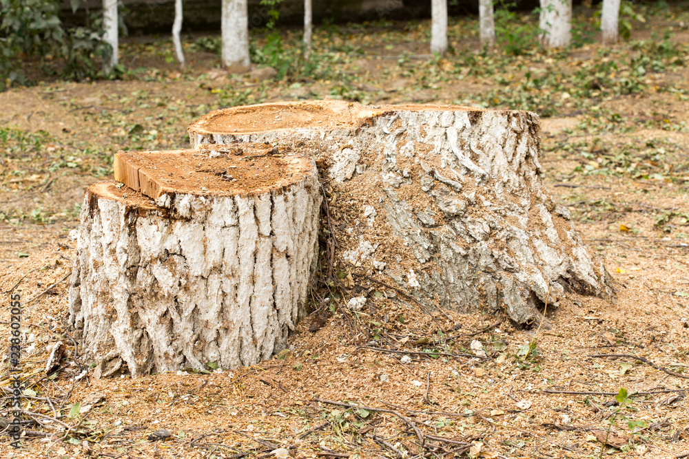 Fototapeta premium tree stub, deforestation.