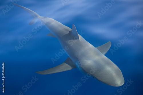 Shark swimming in sea