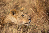 Profile portrait of female lion, Leo panthera, with tall grass in African landscape background