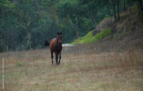 Big Brown Horse in a Field on a Raining Day.