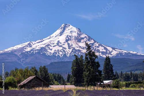 Scenic view of Mt Hood with a valender field on a foreground photo