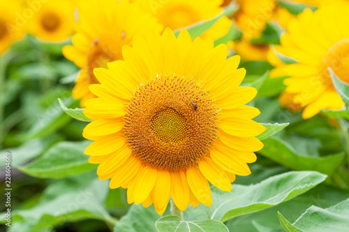 Single sunflower with bee in field