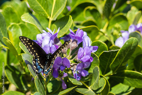 Black Swallowtail on a Purple Flower photo