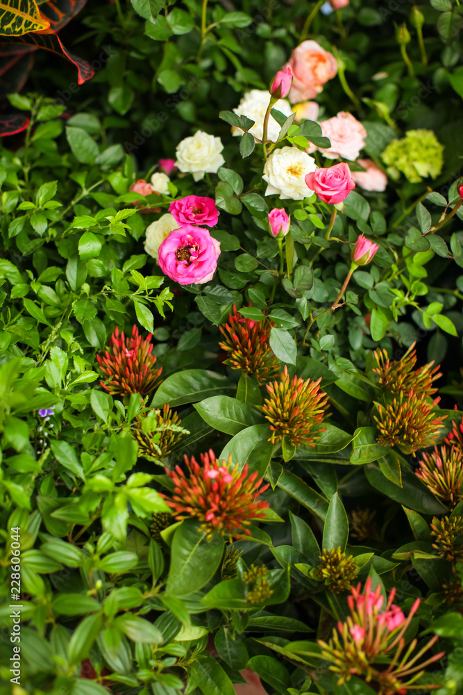 Rose in the flowerpot. Growing roses. Greenhouse with roses, shop for the sale of seedlings of roses Rose in the flowerpot. Growing roses. Greenhouse with roses, shop for the sale of seedlings of roses
