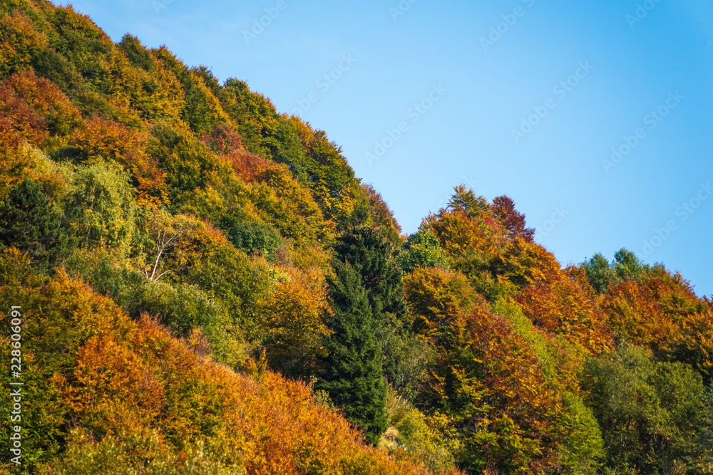 Trees in autumn, natural patterns and background