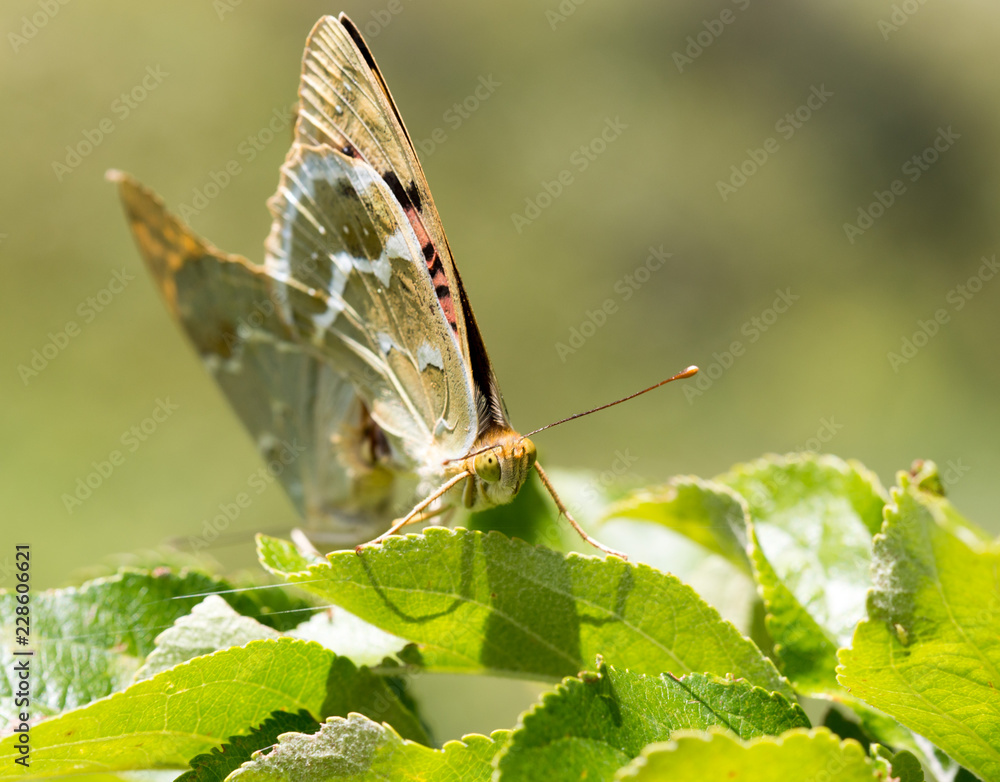 Obraz premium Two butterflies mating in nature