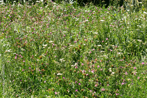 wild grass in nature