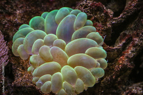 Coral reef  © Gavin