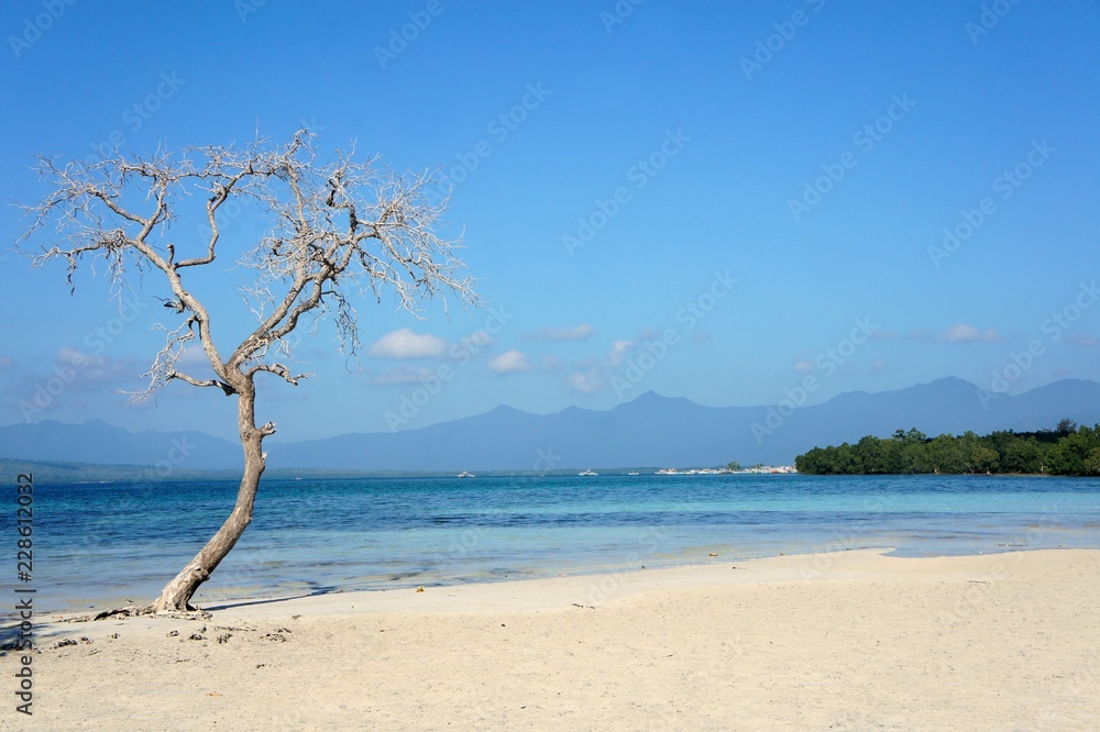 Mangrove forest on the coast