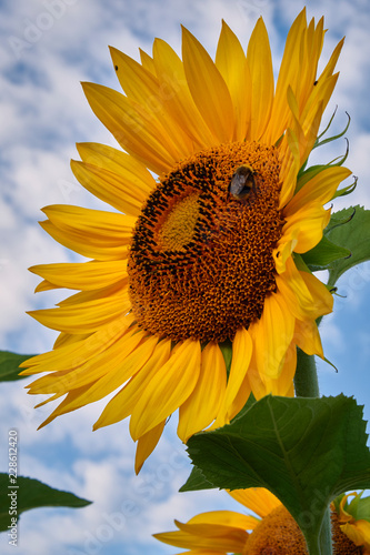 Fototapeta Naklejka Na Ścianę i Meble -  Sunflower with blue and cloudy sky as background on a summer day