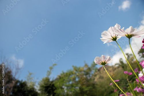 Cosmos flowers blooming in the garden.Pink and red cosmos flowers garden, soft focus and look in blue color tone.Cosmos flowers blooming in Field. photo