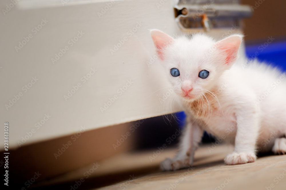 portrait of a beautiful kitty Siamese cat, White colour and blue eyes, Beautiful close up, Beautiful cat at home. Domestic animal, Cute funny cat playing