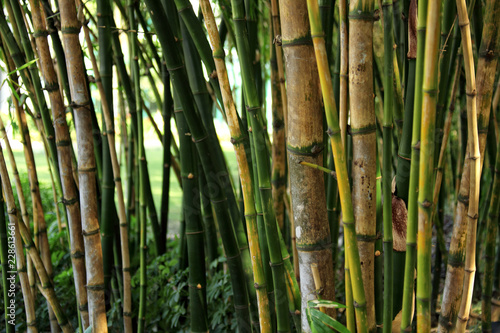 close up shot of bamboo trees texture in Bangkok, Thailand