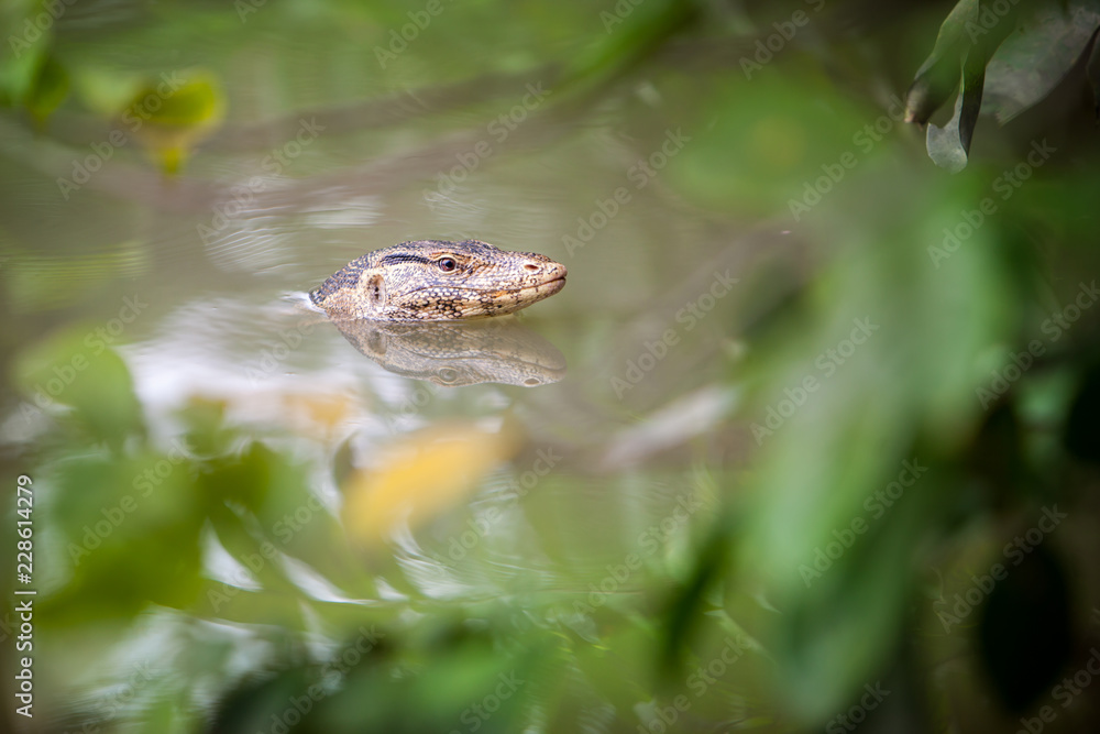 Asian water monitor lizard swimming in green pond at public park in Bangkok. Asian water monitor lizard swimming in green pond at public park in Bangkok.