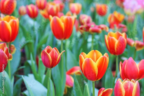 Flower tulips growing on the field or garden backgroun