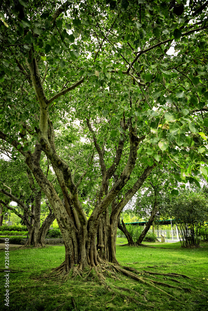 Trees and roots on green grass landscape of public park in Bangkok, Thailand