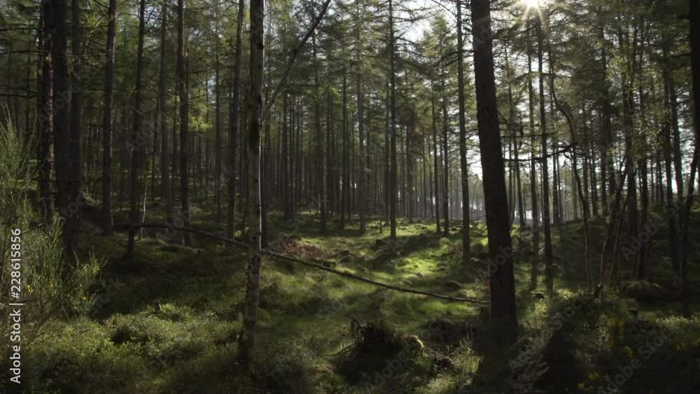 Handheld panning looking through Scottish forest woodland in morning sunrise Handheld panning looking through Scottish forest woodland in morning sunrise