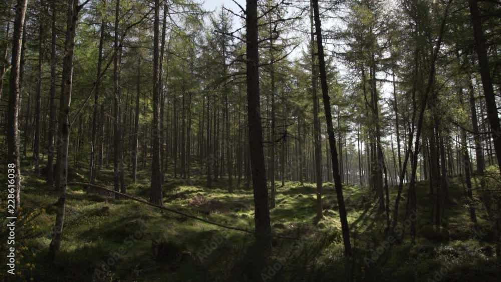 Handheld panning looking through Scottish forest woodland in morning sunrise Handheld panning looking through Scottish forest woodland in morning sunrise
