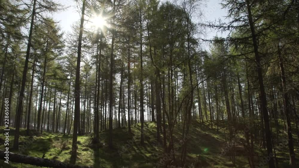 Handheld panning looking through Scottish forest woodland in morning sunrise Handheld panning looking through Scottish forest woodland in morning sunrise