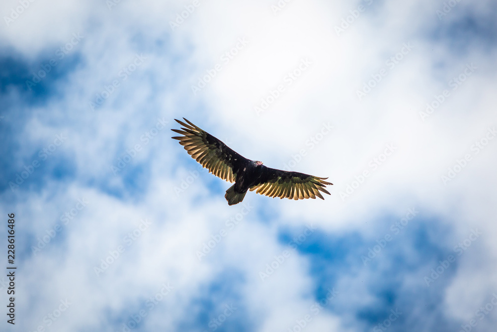 Fototapeta premium Birds of prey flying vulture blue sky