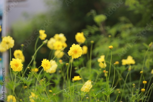 Yellow marigold in the garden