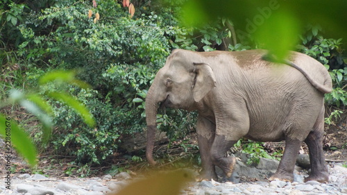 Borneo Pygmy Elephant seen in Danum Valley, Sabah photo