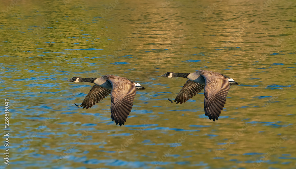 Fototapeta premium Geese Gaining Ground - A pair of Canada Geese fly in low formation over the water surface of a lake. Belmar Lake, Lakewood, Colorado.