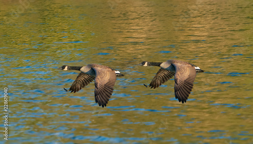 Geese Gaining Ground - A pair of Canada Geese fly in low formation over the water surface of a lake. Belmar Lake, Lakewood, Colorado.