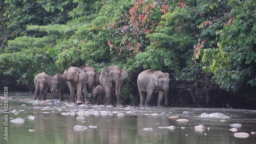 Borneo Pygmy Elephant seen in Danum Valley, Sabah