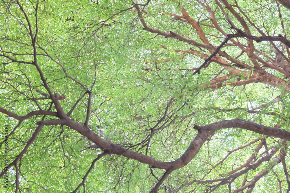 Fototapeta premium Spring Summer Sun Shining Through Canopy Of Tall Trees. Summer Nature, Sunny Day. Upper Branches Of Tree With Fresh Green Foliage. Woods Background. Greenery